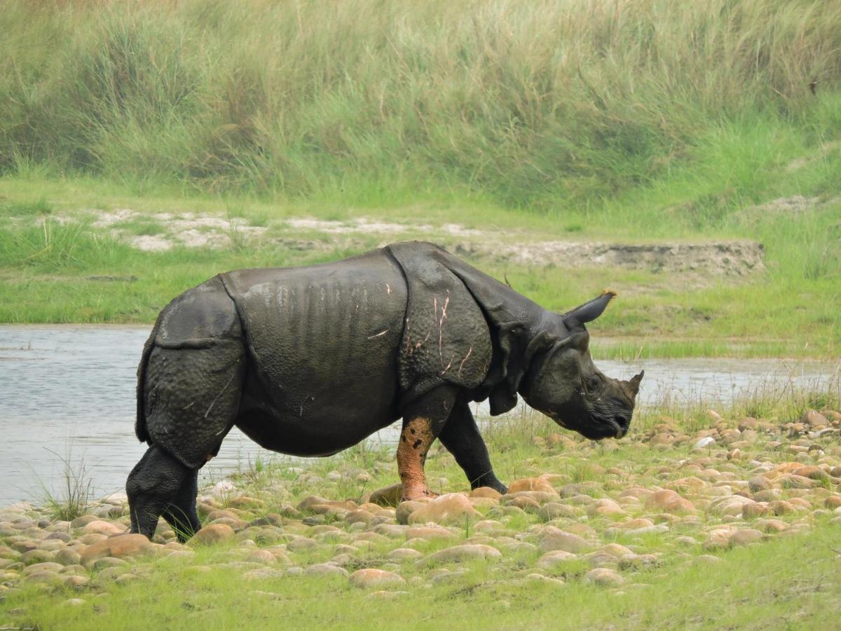 Bardia Wildlife Resort Bardiya Exterior photo